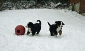 PupsInSnowDay48_2.jpg