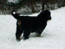 Filename=PupsInSnowDay48_3.jpg
Filesize=76KiB
Dimensions=648x490
Date added=Dec 22, 2010 PupsInSnowDay48_3.jpg