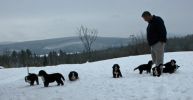 Filename=PupsInSnowDay48_4.jpg
Filesize=68KiB
Dimensions=648x335
Date added=Dec 22, 2010 PupsInSnowDay48_4.jpg