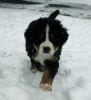 Filename=PupsInSnowDay48_5.jpg
Filesize=76KiB
Dimensions=648x705
Date added=Dec 22, 2010 PupsInSnowDay48_5.jpg