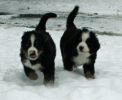 Filename=PupsInSnowDay48_6.jpg
Filesize=85KiB
Dimensions=648x528
Date added=Dec 22, 2010 PupsInSnowDay48_6.jpg