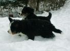 Filename=PupsInSnowDay48_7.jpg
Filesize=85KiB
Dimensions=648x472
Date added=Dec 22, 2010 PupsInSnowDay48_7.jpg