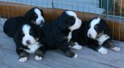 Filename=PupsOutsideDay22-1.JPG
Filesize=74KiB
Dimensions=976x544
Date added=Oct 22, 2007 PupsOutsideDay22-1.JPG