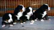 Filename=PupsOutsideDay22.JPG
Filesize=66KiB
Dimensions=664x366
Date added=Oct 22, 2007 PupsOutsideDay22.JPG