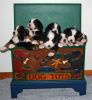 Filename=PupsToyBoxDay33.jpg
Filesize=86KiB
Dimensions=648x698
Date added=Dec 07, 2010 PupsToyBoxDay33.jpg