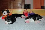 Filename=Pups_Day_13Week_2_003.jpg
Filesize=110KiB
Dimensions=1200x800
Date added=Nov 06, 2013 Pups_Day_13Week_2_003.jpg