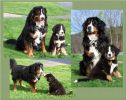 Filename=Q_and_T_groupsf.jpg
Filesize=107KiB
Dimensions=576x454
Date added=Apr 25, 2010 Q_and_T_groupsf.jpg
