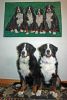 Filename=RUG_with_Ripley_and_Balsam008sf.jpg
Filesize=218KiB
Dimensions=2230x3282
Date added=Oct 08, 2013 RUG_with_Ripley_and_Balsam008sf.jpg