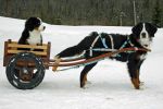 Filename=RipleyCarting_withBalsam3_edited-1.jpg
Filesize=89KiB
Dimensions=1200x800
Date added=Feb 05, 2011 RipleyCarting_withBalsam3_edited-1.jpg