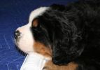 Filename=RipleySweetAngel.JPG
Filesize=82KiB
Dimensions=875x610
Date added=Nov 06, 2007 RipleySweetAngel.JPG
