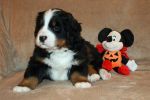 Filename=Saco5weeksold_020.jpg
Filesize=105KiB
Dimensions=1200x800
Date added=Nov 27, 2013 Saco5weeksold_020.jpg