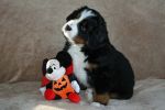 Filename=Saco6WeeksOld_016.jpg
Filesize=114KiB
Dimensions=1200x800
Date added=Dec 04, 2013 Saco6WeeksOld_016.jpg
