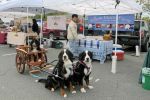 Filename=StJmarketsf_009.jpg
Filesize=108KiB
Dimensions=1200x800
Date added=Oct 11, 2014 StJmarketsf_009.jpg