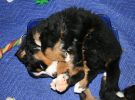 Filename=Stuffed2.jpg
Filesize=138KiB
Dimensions=850x626
Date added=Nov 13, 2007 Stuffed2.jpg