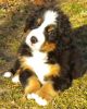 Filename=TinoDay45(0361).jpg
Filesize=91KiB
Dimensions=320x399
Date added=Mar 23, 2010 TinoDay45(0361).jpg