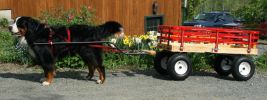 Filename=WIN2448WAGONsf~0.JPG
Filesize=106KB
Dimensions=962x360
Date added=May 22, 2009 WIN2448WAGONsf~0.JPG