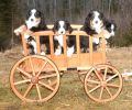 Wagon_with_Puppies.jpg