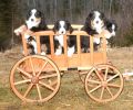 Filename=Wagon_with_Puppies.jpg
Filesize=167KiB
Dimensions=859x715
Date added=Jul 11, 2006 Wagon_with_Puppies.jpg
