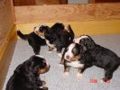 Filename=Week3-1.jpg
Filesize=90KiB
Dimensions=800x600
Date added=Jan 30, 2006 Week3-1.jpg