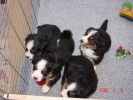Filename=Week4SEndMomIn.jpg
Filesize=106KiB
Dimensions=800x600
Date added=Feb 09, 2006 Week4SEndMomIn.jpg