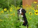 Filename=aJinFlowers.JPG
Filesize=102KiB
Dimensions=640x480
Date added=Jul 13, 2006 aJinFlowers.JPG