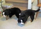Filename=sfLJPuppies122012_018.jpg
Filesize=98KiB
Dimensions=1400x1000
Date added=Dec 21, 2012 sfLJPuppies122012_018.jpg