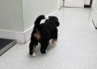 Filename=sfPuppies122012_030.jpg
Filesize=97KiB
Dimensions=1400x1000
Date added=Dec 20, 2012 sfPuppies122012_030.jpg