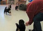 Filename=sfPuppies122012_052.jpg
Filesize=105KiB
Dimensions=1400x1000
Date added=Dec 20, 2012 sfPuppies122012_052.jpg