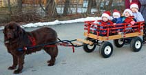 Betty Johnson's Newfoundland pulling the grandkids in a Jumbo WIN Wagon