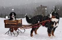 Metal Cart Sleigh Runners