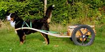 Deluxe Mid-Size Dog Cart with Laminated Bent Wood Shafts