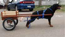 Deluxe Small Competition Dog Cart