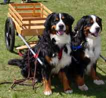 Dog Pull Cart