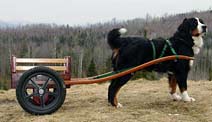 Deluxe Small Competition Dog Cart