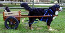 Deluxe Small Competition Dog Cart: Fiberglass Wheels
