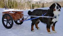 Deluxe Mid-Size Dog Carts