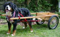 Small Competition Dog Cart