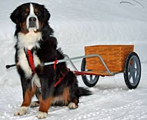 Deluxe 16 inch Training Wheel Cart With Wooden Basket