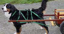 Breeching Strap