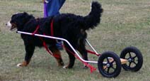 Nine month old Nikko pulling Training Wheels