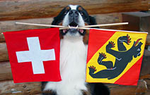 Swiss & Bernese Flags
