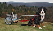 Deluxe 16 imch Training Wheel Cart With Wire Basket