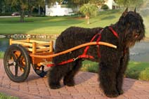 Cole with a Deluxe Small Competition Cart with optional Laminated Bentwood shafts & 20 inch wheels