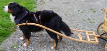 Bent Wood Shafts with Leather Harness