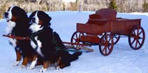 Large Buckboard Brace