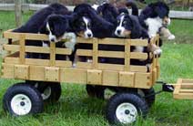 Deluxe Wagon in Quarter Sawn White Oak