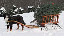 Metal Sleigh Runners