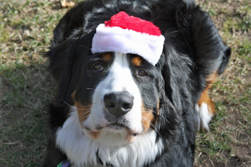 Attie With Her Christmas Hat
Christmas 2011
