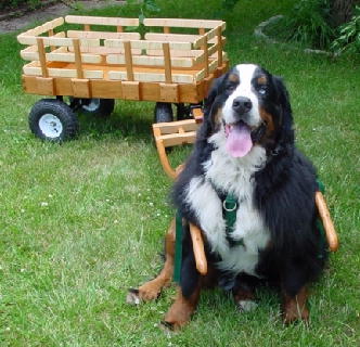 Bob and Deluxe Wagon (Curly Cherry with Curly Maple Slats)
