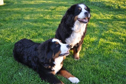 Cannon and Her Big Sister Gerta.
May 11, 2011.
